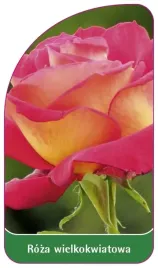 etykieta-szkolkarska-roza-wielkokwiatowa-235-standard