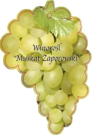 etykieta-szkolkarska-winorosl-muscat-zaporowski