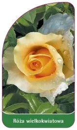 etykieta-szkolkarska-roza-wielkokwiatowa-237-standard