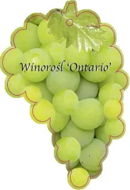 etykieta-szkolkarska-winorosl-ontario-jumbo