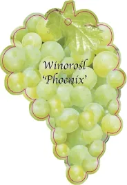 etykieta-szkolkarska-winorosl-phoenix-jumbo
