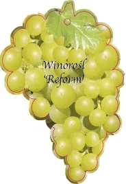 etykieta-szkolkarska-winorosl-reform