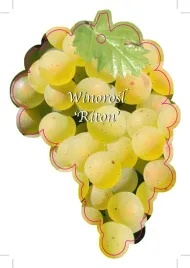 etykieta-szkolkarska-winorosl-riton-jumbo-zolty