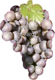 etykieta-szkolkarska-winorosl-v68021-jumbo