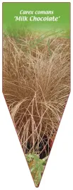 etykieta-szkolkarska-carex-comans-milk-chocolate