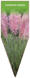 etykieta-szkolkarska-cortaderia-selloana-rosa