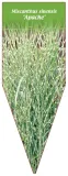 etykieta-szkolkarska-miscanthus-sinensis-apache