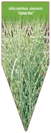 etykieta-szkolkarska-miscanthus-sinensis-apache