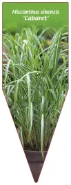 etykieta-szkolkarska-miscanthus-sinensis-cabaret