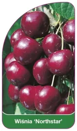 etykieta-szkolkarska-wisnia-northstar