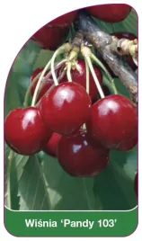 etykieta-szkolkarska-wisnia-pandy-103