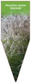 etykieta-szkolkarska-miscanthus-sinensis-graziella