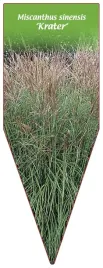 etykieta-szkolkarska-miscanthus-sinensis-krater