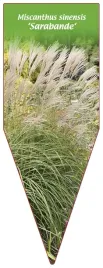 etykieta-szkolkarska-miscanthus-sinensis-sarabande