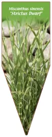 etykieta-szkolkarska-miscanthus-sinensis-strictus-dwarf