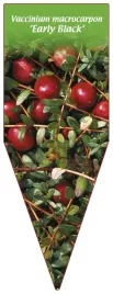etykieta-szkolkarska-vaccinium-macrocarpon-early-black
