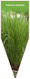 etykieta-szkolkarska-panicum-virgatum
