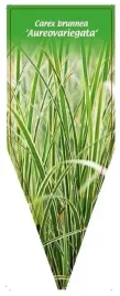 etykieta-szkolkarska-carex-brunnea-aureovariegata