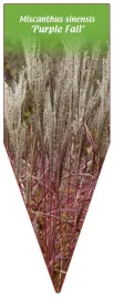 etykieta-szkolkarska-miscanthus-sinensis-purple-fall