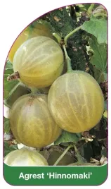 etykieta-szkolkarska-agrest-hinnomaki-a