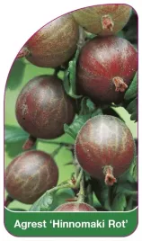 etykieta-szkolkarska-agrest-hinnomaki-rot-a