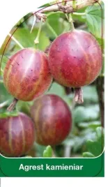 etykieta-szkolkarska-agrest-kamieniar