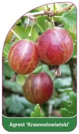 etykieta-szkolkarska-agrest-krasnoslowianski