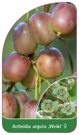 etykieta-szkolkarska-actinidia-arguta-weiki