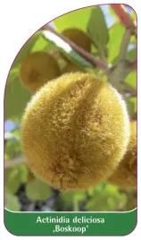 etykieta-szkolkarska-actinidia-deliciosa-boskoop