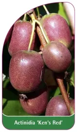 etykieta-szkolkarska-actinidia-ken-s-red