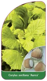 etykieta-szkolkarska-corylus-avellana-aurea