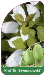 etykieta-szkolkarska-kiwi-dr-szymanowski