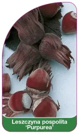 etykieta-szkolkarska-leszczyna-pospolita-purpurea