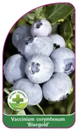 etykieta-szkolkarska-borowka-bluegold-mini
