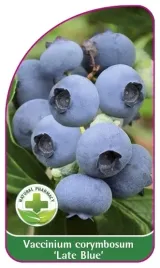 etykieta-szkolkarska-borowka-late-blue-mini