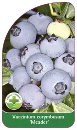 etykieta-szkolkarska-borowka-meader-standard