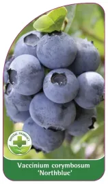 etykieta-szkolkarska-borowka-northblue-standard