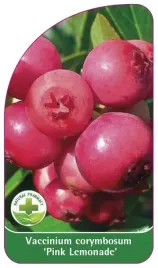 etykieta-szkolkarska-borowka-pink-lemonade-a-standard