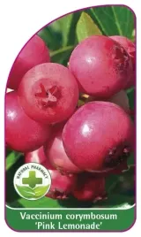 etykieta-szkolkarska-borowka-pink-lemonade-mini