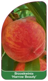 etykieta-szkolkarska-brzoskwinia-harrow-beauty