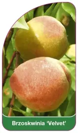 etykieta-szkolkarska-brzoskwinia-velvet