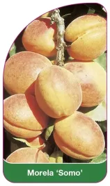 etykieta-szkolkarska-morela-somo