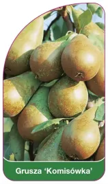 etykieta-szkolkarska-grusza-komisowka