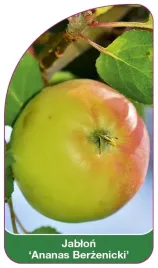 etykieta-szkolkarska-jablon-ananas-berzenicki