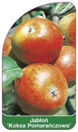 etykieta-szkolkarska-jablon-koksa-pomaranczowa