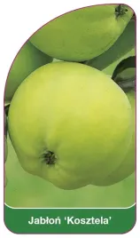 etykieta-szkolkarska-jablon-kosztela