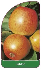 etykieta-szkolkarska-jablon-owoc-czerwony-i