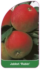 etykieta-szkolkarska-jablon-rubin