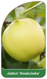 etykieta-szkolkarska-jablon-smalcowka