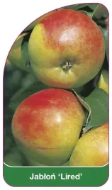 etykieta-szkolkarska-jablon-lired